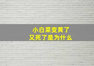 小白菜变黄了又死了是为什么