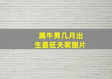 属牛男几月出生最旺夫呢图片