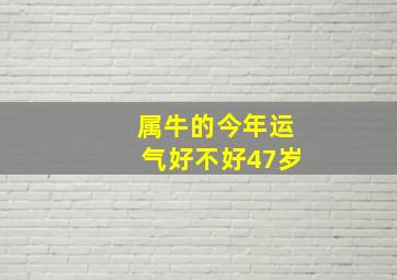 属牛的今年运气好不好47岁