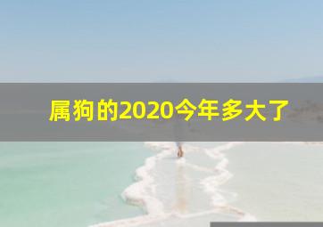 属狗的2020今年多大了