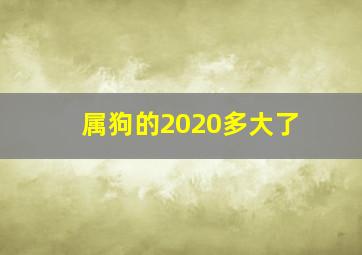 属狗的2020多大了