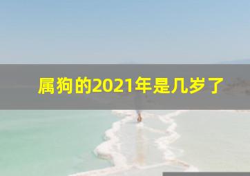 属狗的2021年是几岁了