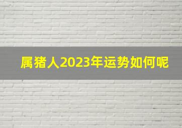 属猪人2023年运势如何呢