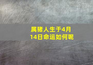 属猪人生于4月14日命运如何呢