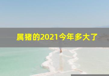 属猪的2021今年多大了