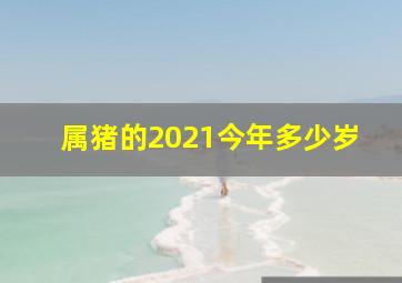 属猪的2021今年多少岁