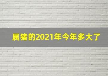 属猪的2021年今年多大了