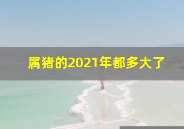 属猪的2021年都多大了