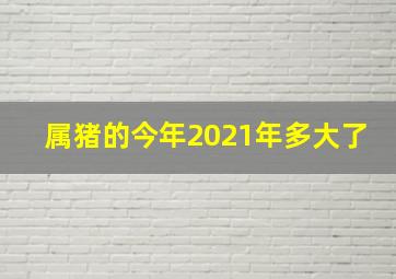 属猪的今年2021年多大了