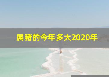 属猪的今年多大2020年