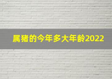 属猪的今年多大年龄2022