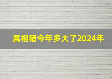 属相猪今年多大了2024年