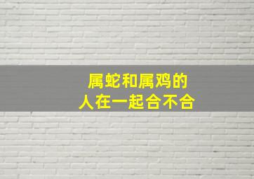 属蛇和属鸡的人在一起合不合