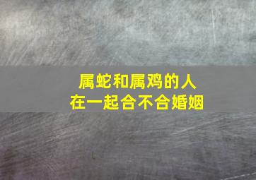 属蛇和属鸡的人在一起合不合婚姻