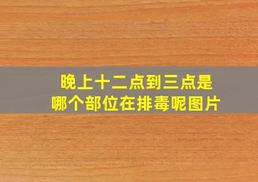 晚上十二点到三点是哪个部位在排毒呢图片