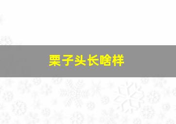 栗子头长啥样