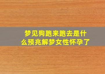 梦见狗跑来跑去是什么预兆解梦女性怀孕了