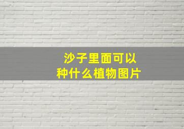 沙子里面可以种什么植物图片