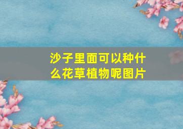 沙子里面可以种什么花草植物呢图片