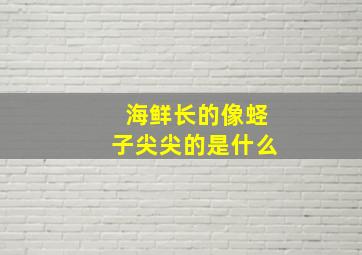 海鲜长的像蛏子尖尖的是什么