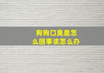 狗狗口臭是怎么回事该怎么办