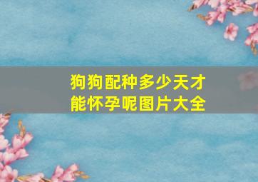 狗狗配种多少天才能怀孕呢图片大全