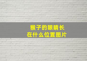 猴子的眼睛长在什么位置图片