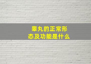 睾丸的正常形态及功能是什么