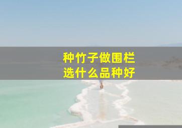 种竹子做围栏选什么品种好