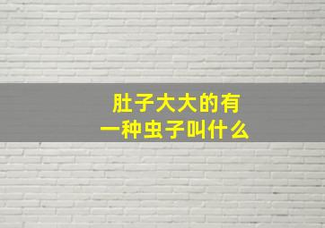 肚子大大的有一种虫子叫什么