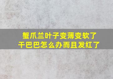 蟹爪兰叶子变薄变软了干巴巴怎么办而且发红了