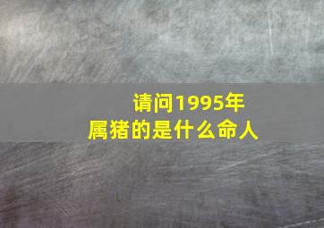 请问1995年属猪的是什么命人