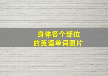 身体各个部位的英语单词图片