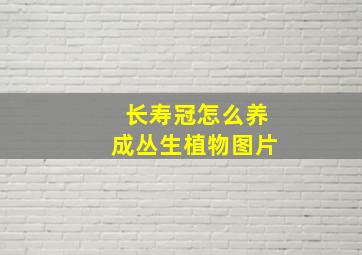 长寿冠怎么养成丛生植物图片