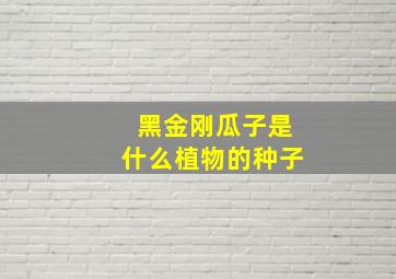 黑金刚瓜子是什么植物的种子