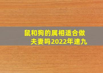 鼠和狗的属相适合做夫妻吗2022年速九